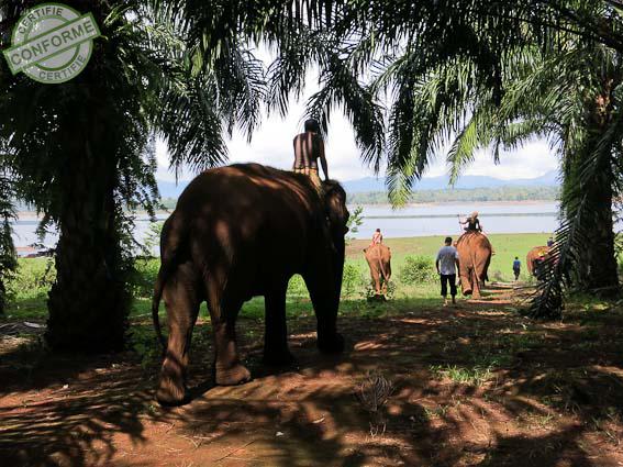 Stage en Thaïlande avec les éléphants à Choisy le roi