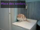 Donne chat calin à Grenoble