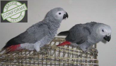 couple de perroquets gris du gébon à Lyon