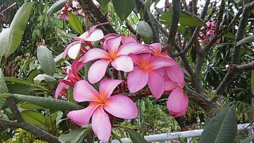 jardinage-la-reunion-fleur-des-tropiques-tropiques2111832365463727579.jpg