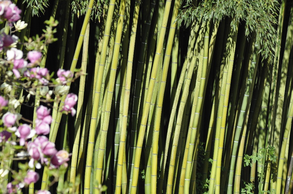jardinage-occitanie-gard-specialiste-du-bambou-erable-du-japon-et-cornus471828345261697078.jpg