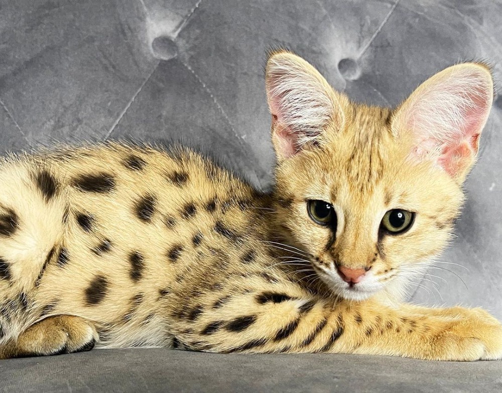 animaux-ile-de-france-paris-chatons-savannah-f1-et-caracal-caracat-serval-disponible-disponible141316193242477278.jpeg