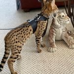 animaux-ile-de-france-paris-chatons-savannah-f1-et-caracal-caracat-serval-disponible-disponible9132737383942586770.jpeg
