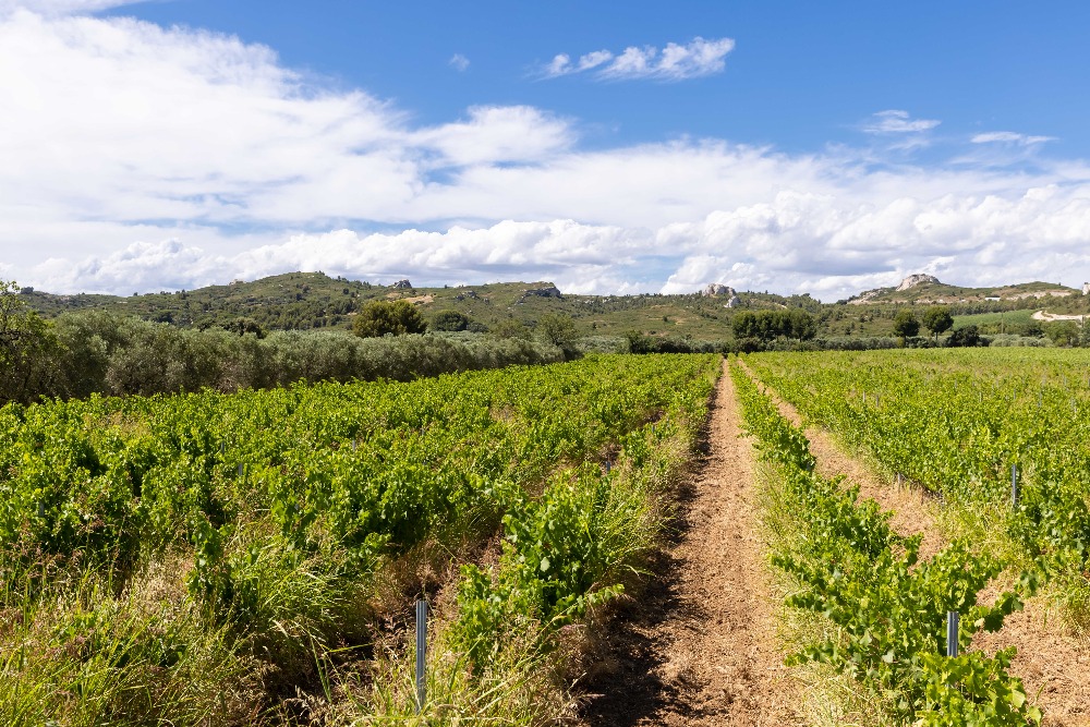 oenotourisme-provence-alpes-cote-d-azur-bouches-du-rhone-visite-et-degustation-de-vins-vins13161930313839465058.jpg